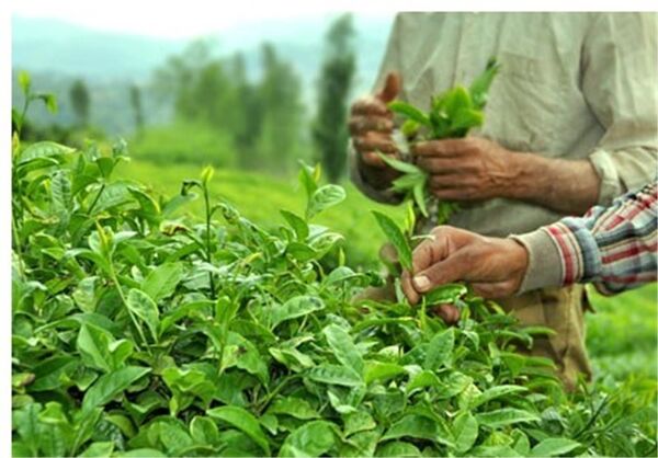 پرداخت 100 درصدی قدرالسهم دولت از بهای خرید تضمینی برگ سبز چای 