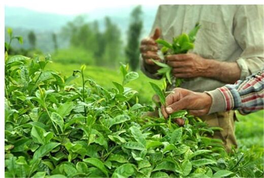 پرداخت 100 درصدی قدرالسهم دولت از بهای خرید تضمینی برگ سبز چای 