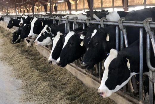 دامپزشکی استان بوشهر نسبت شیوع بیماری تب کریمه کنگو هشدار داد 