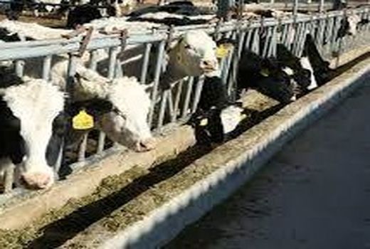 پاسارگاد رتبه اول جذب تسهیلات سرمایه در گردش دام و طیور