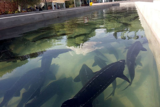 بهره برداری از بزرگترین طرح پرورش ماهی خاویاری در گتوند