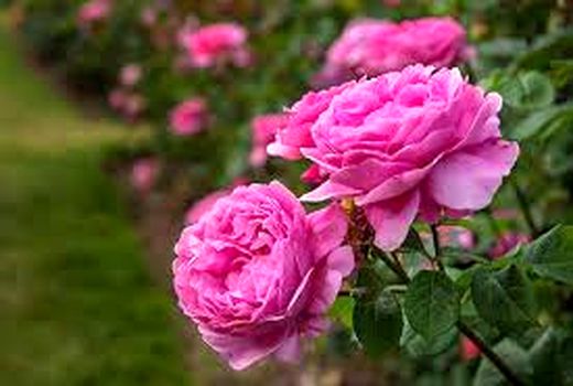 کشت گل محمدی و گیاهان دارویی در پردیس توسعه می یابد