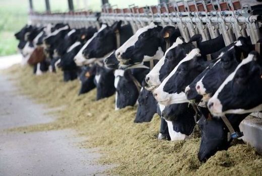 افتتاح فاز نخست گاوداری ۱۰ هزار راسی شیروان تا دهه فجر امسال