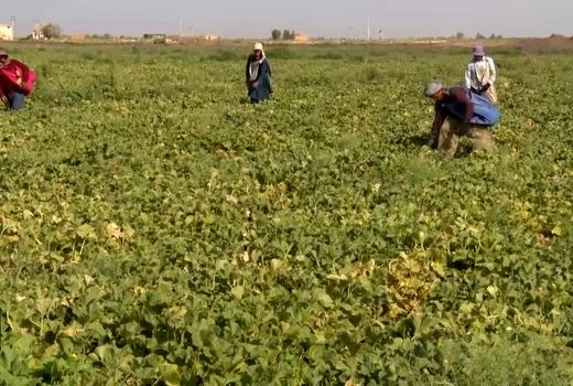 روزهای پُر رونق برداشت صیفی از مزارع اردستان
