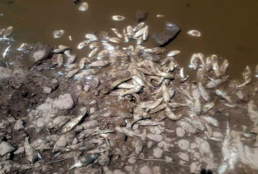 علل مرگ ماهیان سد شهیدکلانتری انامق شهرستان مرند اعلام شد