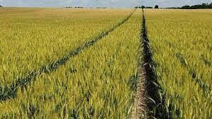 ارتقاء عملکرد سطح با اجرای طرح ارقام مقایسه‌ای گندم در خرمشهر