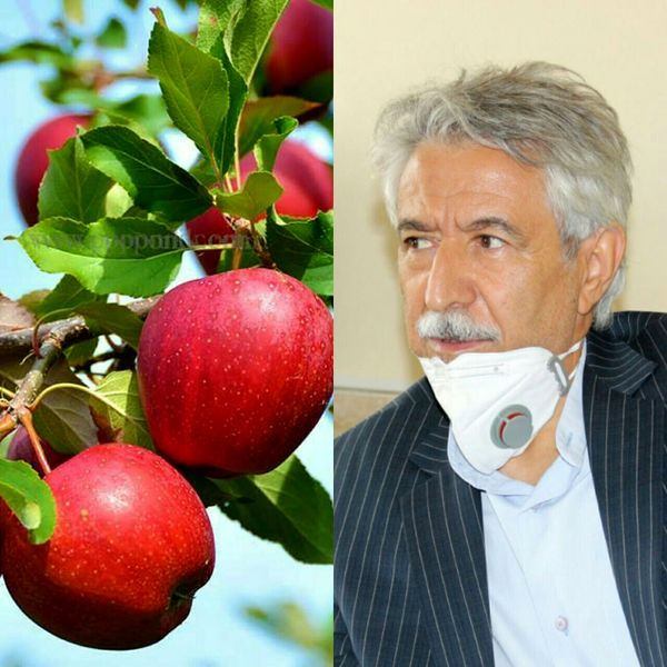 پیش‌بینی تولید بیش از 37 هزار تن محصولات باغی از باغات شهرستان کرمانشاه
