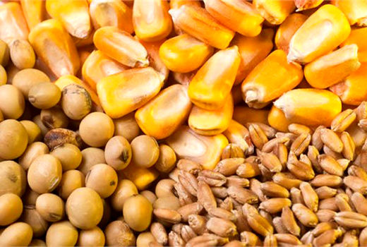 توزیع بیش از ۱۵ هزار تن نهاده دام و طیور در ایام تعطیلات عید نوروز در آذربایجان غربی 
