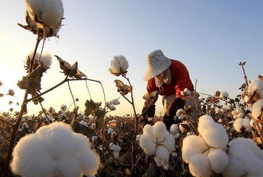 تولید 98 هزار تن پنبه در سال زراعی جاری