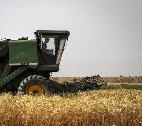  مشکل کمبود کمباین در ایلام وجود ندارد