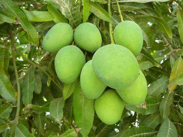 برداشت انبه درسیستان وبلوچستان آغازشد