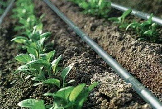 یک‌هزار هکتار زمین کشاورزی در اردستان به آبیاری نوین مجهز شد