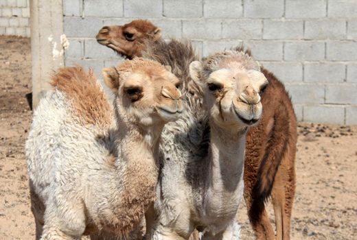 پرورش شتر _ شهرستان بن 