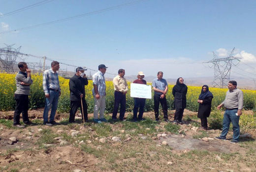 برگزاری روز مزرعه کلزا در شهرستان جلفا