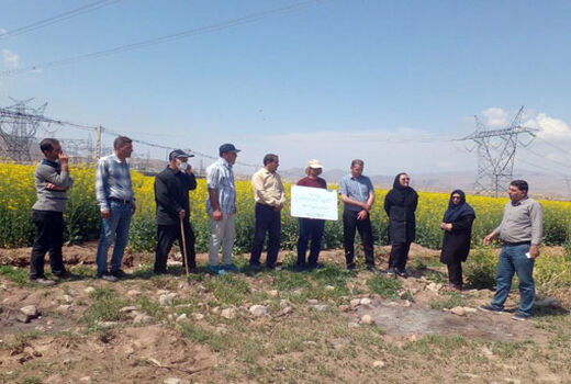 برگزاری روز مزرعه کلزا در شهرستان جلفا