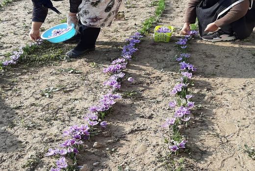 تولید زعفران استاندارد توسط بانوان مرودشتی