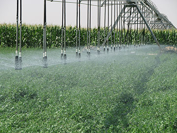 اجرای ۵۵۸ هکتار سامانه نوین آبیاری در اراضی کشاورزی استان قزوین