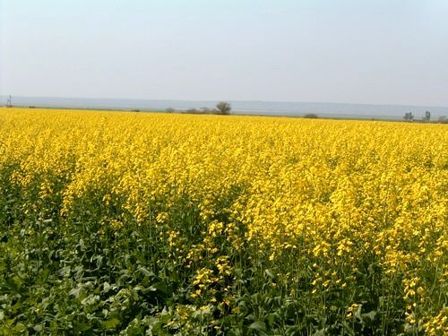 آغاز پایش کلزا در  سطح 5780 هکتار از اراضی کشاورزی استان قزوین
