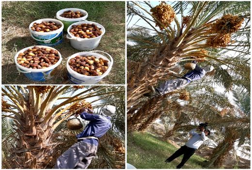 آغاز برداشت خرما از نخلستان‌های شهرستان نهبندان 