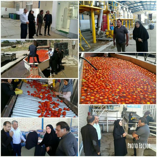 رونق کارخانه رب اسفراین معطل چراغ سبز بانک کشاورزی