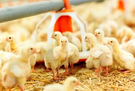 رکورد ۱۰ ساله جوجه‌ ریزی در خوی با حمایت فرماندار ویژه شکسته شد