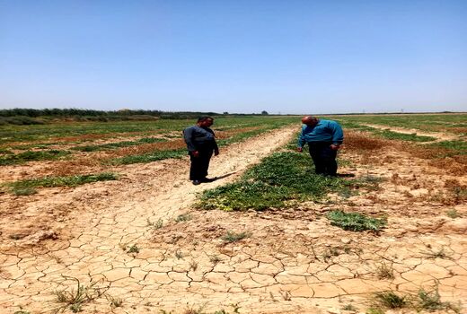 افزایش بهره‌وری تولید محصولات تابستانه در کارون