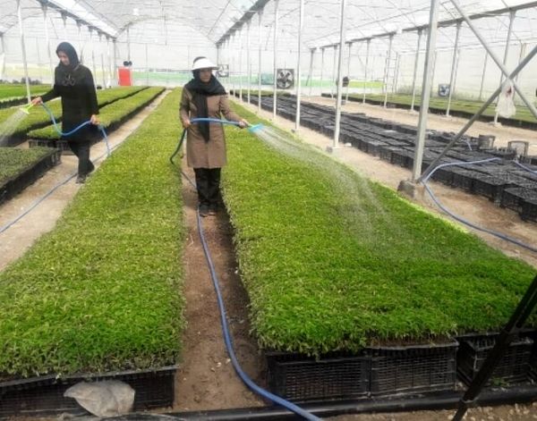 بزمیان، روستای گلخانه ای مرودشت، پیشرو در تولید نشا