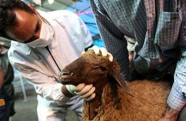 اجرای طرح تشدید نظارت های بهداشتی و شرعی در روز عید قربان