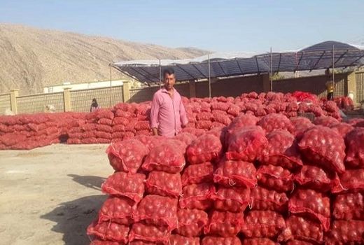 تولید پیاز در شیراز از 30 هزار تن گذشت 