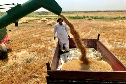 خرید گندم مازاد بر مصرف کشاورزان سیستان وبلوچستان ازمرز 10 هزار تن گذشت