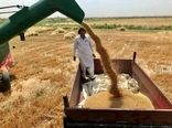 خرید گندم مازاد بر مصرف کشاورزان سیستان وبلوچستان ازمرز 10 هزار تن گذشت