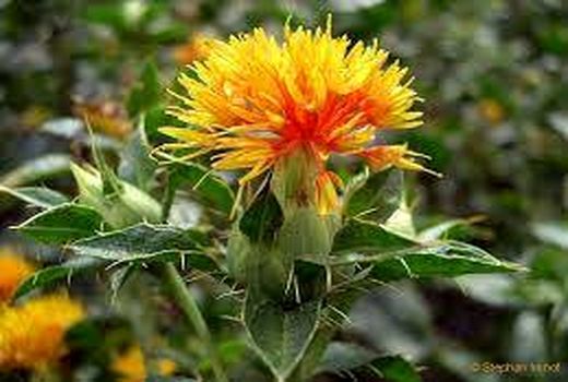 تولید گل و دانه روغنی گلرنگ در شهرستان برخوار