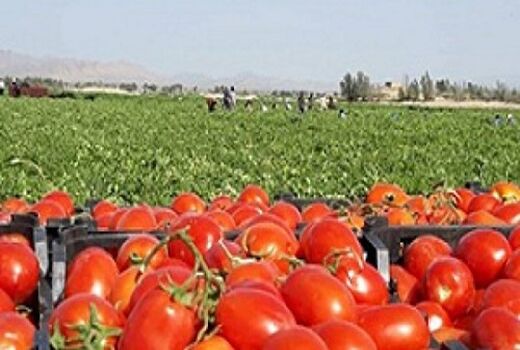 تولید  8000 تن گوجه فرنگی از مزارع فیروزآباد 