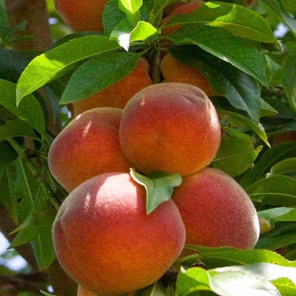 تولید سالانه ۴۶۵ هزار تن انواع محصولات باغی در استان البرز / رشد 5.5 درصدی