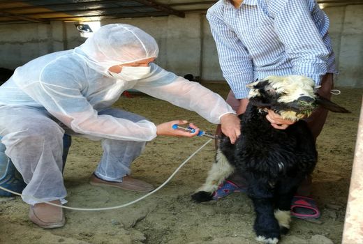 دام های مرودشت رایگان واکسینه شدند 