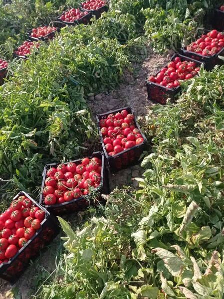 صادرات روزانه بیش از ۱۶۰ تن گوجه فرنگی از زرین دشت 