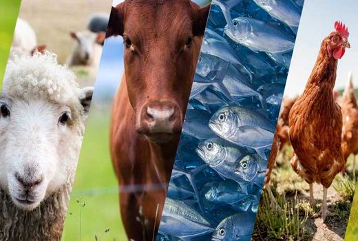 توصیه‌هایی به دامداران، مرغداران و زنبور دارن برای مقابله با سرمای ناگهانی 