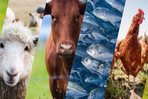 توصیه‌هایی به دامداران، مرغداران و زنبور دارن برای مقابله با سرمای ناگهانی 