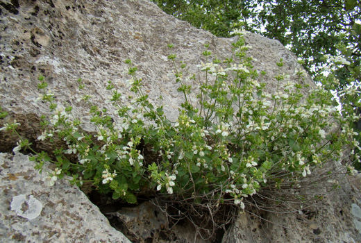 گیاهان دارویی؛ موتور محرک اشتغال پایدار در جوامع عشایری
