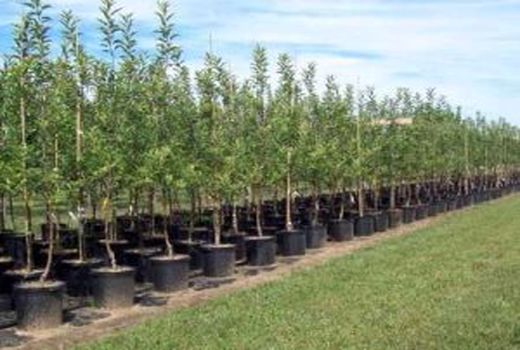 احداث ۳۷ باغ مادری در سه سال آینده 