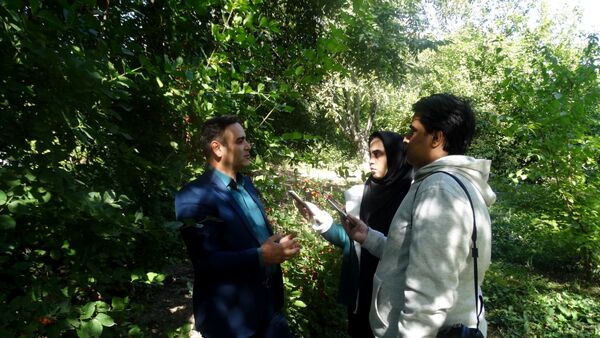 رتبه نخست شهرستان کلیبر در تولید زغال اخته
