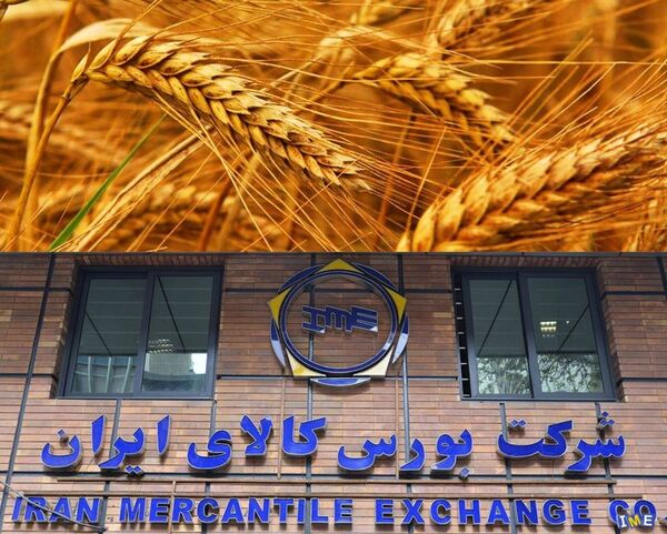 فروش گندم تولیدی زنجان در بورس کالا