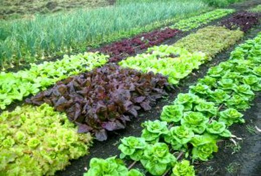 توسعه کشت نشایی محصولات کشاورزی در فارس