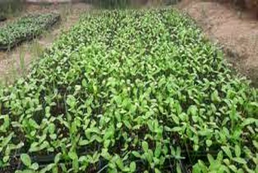 مصرف آب کمتر در تولید سبزی و صیفی با کشت نشا