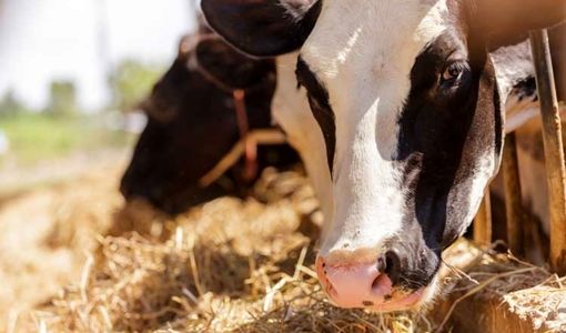 آلودگی هوا چالشی تازه در گله گاو شیری 