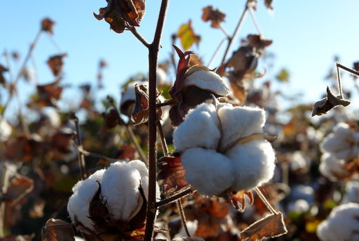 آغاز برداشت طلای سفید در خراسان جنوبی