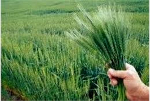 کشت جو علوفه ای در 3200 هکتار شالیزار آمل/ تولید 80 هزار تنی