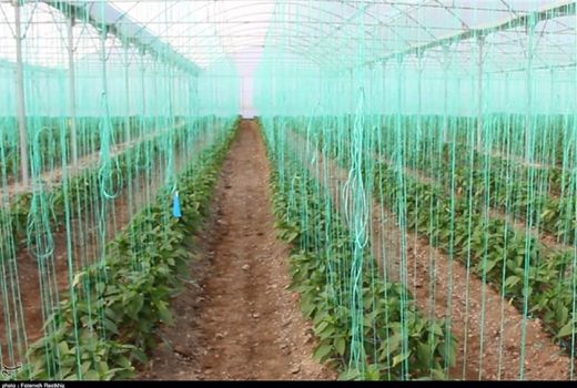 ظرفیت مناسب اصفهان برای کشت های گلخانه ای