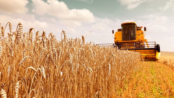 آزمون بزرگ کشاورزی با پیشنهاد ۳۰ هزار تومانی نرخ خرید تضمینی گندم 