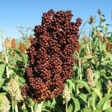 کاشت پانزده هکتار سورگوم علوفه ای با سیستم آبیاری بارانی در شهرستان فهرج